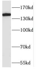 Western Blot POLR3A Antibody - BSA Free