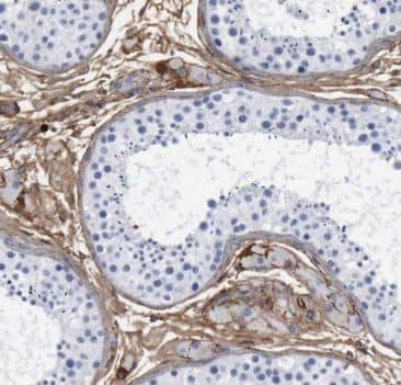 Immunohistochemistry: TTC32 Antibody - BSA Free [NBP3-45695] - Immunohistochemistry of paraffin-embedded human testis tissue slide using (TTC32 Antibody) at dilution of 1:50