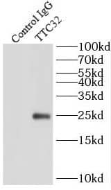 Immunoprecipitation: TTC32 Antibody - BSA Free [NBP3-45695] - IP Result of anti-TTC32 (IP:, 4ug; Detection: 1:300) with mouse testis tissue lysate 4000ug.