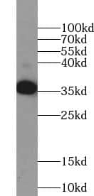 Western Blot: TSPAN11 Antibody - BSA Free [NBP3-45706] - Human brain tissue were subjected to SDS PAGE followed by western blot with (TSPAN11 antibody) at dilution of 1:800