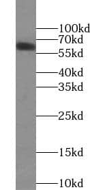 Western Blot: TRIM46 Antibody - BSA Free [NBP3-45730] - HeLa cells were subjected to SDS PAGE followed by western blot with (TRIM46 antibody) at dilution of 1:500