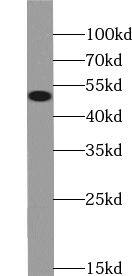 Western Blot: TRIM14 Antibody - BSA Free [NBP3-45734] - L02 cells were subjected to SDS PAGE followed by western blot with (TRIM14 antibody) at dilution of 1:1000