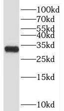 Western Blot: HSPC132 Antibody - BSA Free [NBP3-45737] - Transfected HEK-293 cells were subjected to SDS PAGE followed by western blot with (HSPC132 Antibody) at dilution of 1:1000