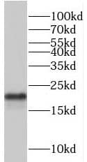 Western Blot: TRAPPC3 Antibody - BSA Free [NBP3-45740] - Mouse liver tissue were subjected to SDS PAGE followed by western blot with (TRAPPC3 antibody) at dilution of 1:800