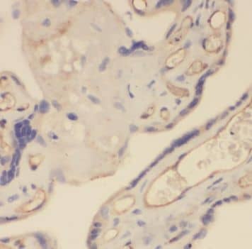 Immunohistochemistry: TRAPPC3 Antibody - BSA Free [NBP3-45740] - Immunohistochemistry of paraffin-embedded human placenta using (TRAPPC3 antibody) at dilution of 1:100