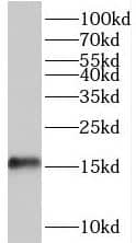 Western Blot TRAPPC2L Antibody - BSA Free