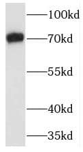 Western Blot: TRAF7 Antibody - BSA Free [NBP3-45744] - Mouse heart tissue were subjected to SDS PAGE followed by western blot with (TRAF7 Antibody) at dilution of 1:300