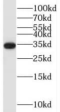 Western Blot TRA2A Antibody - BSA Free