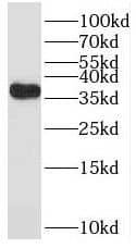 Western Blot: TPRX1 Antibody - BSA Free [NBP3-45749] - HepG2 cells were subjected to SDS PAGE followed by western blot with (TPRX1 antibody) at dilution of 1:500