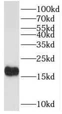Western Blot TPPP2 Antibody - BSA Free