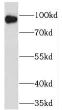 Western Blot TPCN1 Antibody - BSA Free