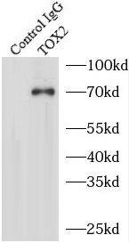 Immunoprecipitation TOX2 Antibody - BSA Free