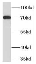 Western Blot: TOX2 Antibody - BSA Free [NBP3-45756] - Mouse liver tissue were subjected to SDS PAGE followed by western blot with (TOX2 Antibody) at dilution of 1:300