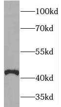 Western Blot Torsin 2A Antibody - BSA Free