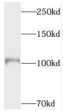 Western Blot: Topoisomerase III alpha Antibody - BSA Free [NBP3-45760] - K-562 cells were subjected to SDS PAGE followed by western blot with (Topoisomerase III alpha antibody) at dilution of 1:1000