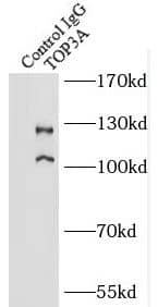 Immunoprecipitation: Topoisomerase III alpha Antibody - BSA Free [NBP3-45760] - IP Result of anti-Topoisomerase III alpha (IP:, 4ug; Detection: 1:500) with K-562 cells lysate 3600ug.
