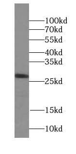 Western Blot STX10 Antibody - BSA Free