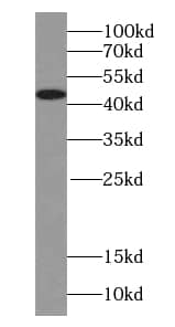 Western Blot: Synaptotagmin 13 Antibody - BSA Free [NBP3-45768] - HepG2 cells were subjected to SDS PAGE followed by western blot with (Synaptotagmin 13 antibody) at dilution of 1:500