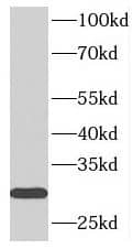 Western Blot: Synaptogyrin 1 Antibody - BSA Free [NBP3-45772] - Mouse brain tissue were subjected to SDS PAGE followed by western blot with (Synaptogyrin 1 antibody) at dilution of 1:100