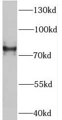 Western Blot SV2B Antibody - BSA Free
