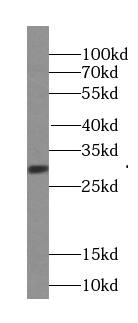 Western Blot: SURF2 Antibody - BSA Free [NBP3-45777] - HeLa cells were subjected to SDS PAGE followed by western blot with (SURF2 Antibody) at dilution of 1:1000