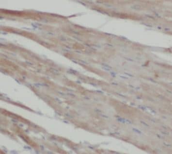 Immunohistochemistry Surf1 Antibody - BSA Free