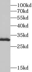 Western Blot Surf1 Antibody - BSA Free