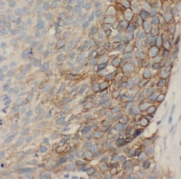 Immunohistochemistry Amisyn Antibody - BSA Free