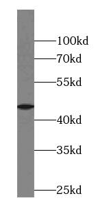 Western Blot: ABRA Antibody - BSA Free [NBP3-45798] - Mouse heart tissue were subjected to SDS PAGE followed by western blot with (ABRA antibody) at dilution of 1:500
