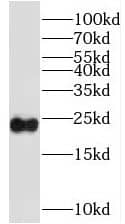 Western Blot SSX4 Antibody - BSA Free