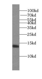 Western Blot SRXN1 Antibody - BSA Free