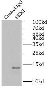 Immunoprecipitation SRXN1 Antibody - BSA Free