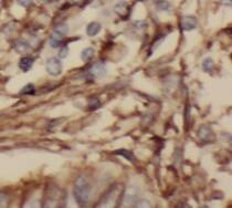 Immunohistochemistry SRXN1 Antibody - BSA Free