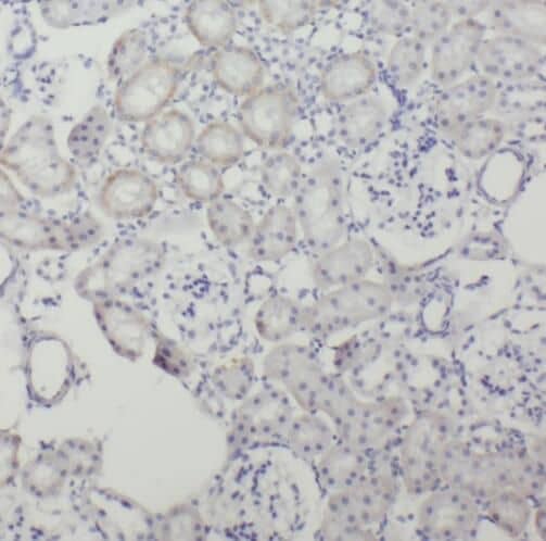 Immunohistochemistry: SRGAP2 Antibody - BSA Free [NBP3-45820] - Immunohistochemistry of paraffin-embedded human kidney slide using (SRGAP2 Antibody) at dilution of 1:50