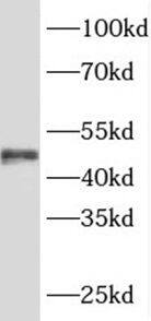 Western Blot SRFBP1 Antibody - BSA Free