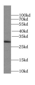 Western Blot SPIN1 Antibody - BSA Free