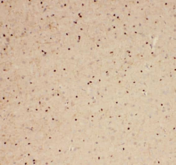 Immunohistochemistry: SPATA22 Antibody - BSA Free [NBP3-45843] - Immunohistochemistry of paraffin-embedded human brain using (SPATA22 antibody) at dilution of 1:100