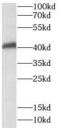 Western Blot: SPATA22 Antibody - BSA Free [NBP3-45843] - Human testis tissue were subjected to SDS PAGE followed by western blot with (SPATA22 antibody) at dilution of 1:500