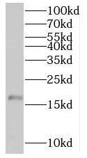 Western Blot SPANX-D Antibody - BSA Free