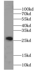 Western Blot SPANXA1 Antibody - BSA Free