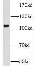 Western Blot: SPAG9 Antibody - BSA Free [NBP3-45853] - RAW 264.7 cells were subjected to SDS PAGE followed by western blot with ( SPAG9 Antibody) at dilution of 1:1000