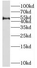 Western Blot: SPAG6 Antibody - BSA Free [NBP3-45855] - Mouse testis tissue were subjected to SDS PAGE followed by western blot with (SPAG6 antibody) at dilution of 1:300