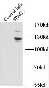 Immunoprecipitation Astrin Antibody - BSA Free