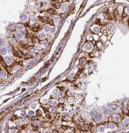 Immunohistochemistry SPAG4 Antibody - BSA Free