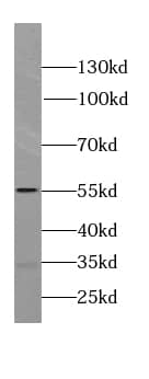 Western Blot SPAG4 Antibody - BSA Free