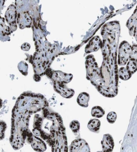 Immunohistochemistry: SNX20 Antibody - BSA Free [NBP3-45867] - Immunohistochemistry of paraffin-embedded human placenta using (SNX20 antibody) at dilution of 1:50