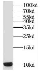 Western Blot SNRPF Antibody - BSA Free