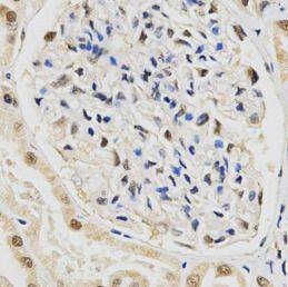 Immunohistochemistry SNRPE Antibody - BSA Free