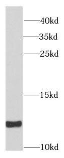 Western Blot SNRPE Antibody - BSA Free