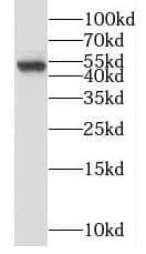 Western Blot: SNRNP48 Antibody - BSA Free [NBP3-45875] - HEK-293 cells were subjected to SDS PAGE followed by western blot with (SNRNP48 Antibody) at dilution of 1:1000